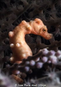 Pigmy sea horse Hippocampus denise by Jose Maria Abad Ortega 